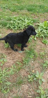 Labrador x labradorsky retrievr - 2