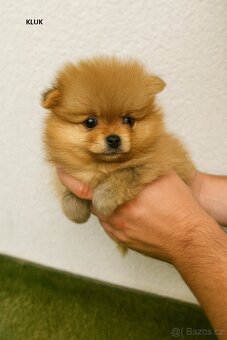 Pomeranian štěňátka (bez PP) - Ostrava - 2