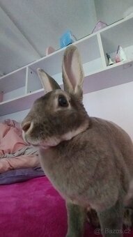 Zakrslý králíček - 2