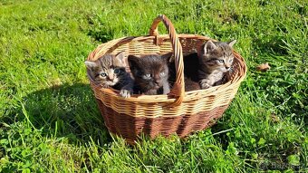 Černý kocourek - daruji kotě - 2