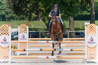 Prodáme sportovního koně do drezury, do parkuru pro dítě, ju - 2