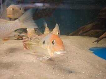 Geophagus tapajos red head - 2
