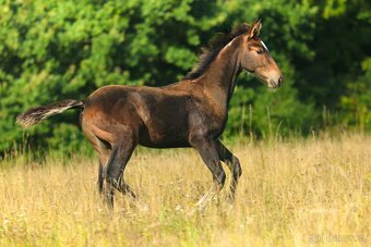 Hřebeček ČT -2025 - 2