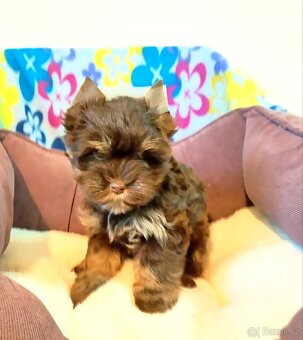 Jorkšírský teriér - 2