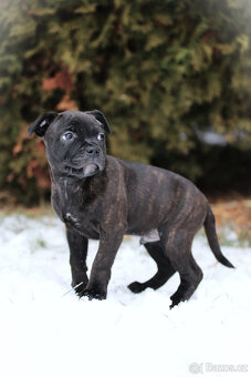 Stafordšírský bulteriér s PP - 2