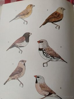 Chovatelská příručka/ droboť, stará kniha - 2