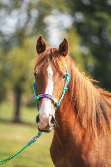 Klisna sportovního knabstruppera - 2