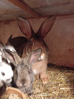 Samice s králíčky - 2