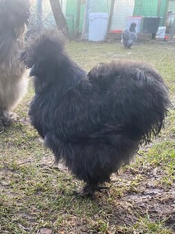 Hedvábnička USA - 2