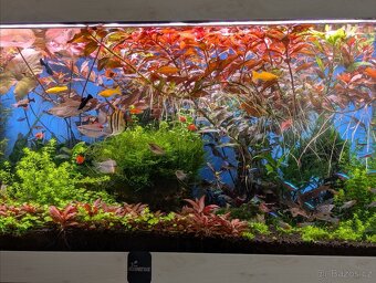 Akvarijní rostlinky - 2