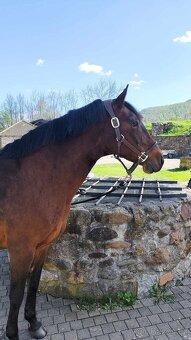Paso Fino - 2