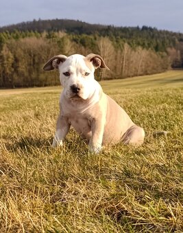 American Bully Standard - 2