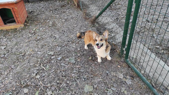 Welsh Corgi Pembroke - 2