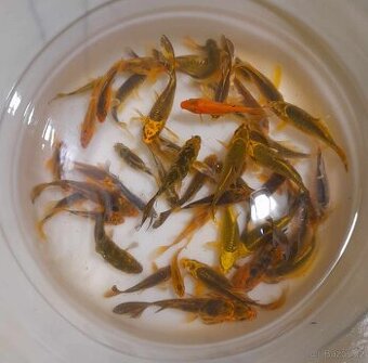 Koi kapři - 2