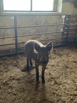 Kanec Mangalica - 2