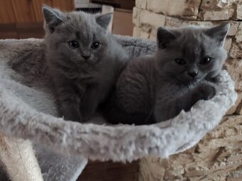 Prodám nádherné britské koťátk - kočička - 2