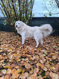 Slovenský Čuvač ke krytí bez PP - 2