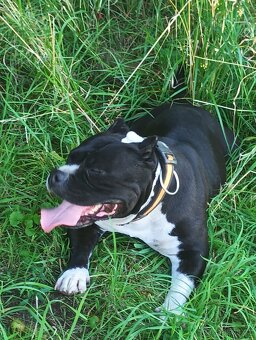 Prodám american bully pocket mini - 2