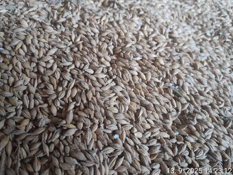 Krmný ječmen a pšenice - 2