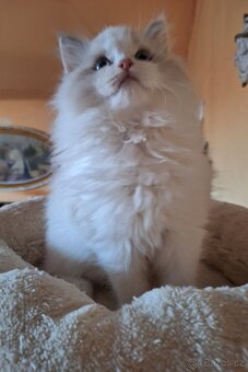 Nádherná kočička Ragdoll - 2