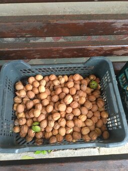 Ořechy vlašské čerstvé za 69 Kč/kg. Plzeň Doubravka - 2