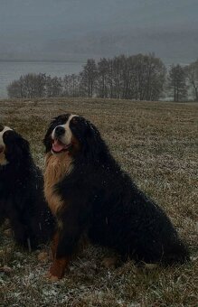 Nabídka krytí – Bernský salašnický pes - 2