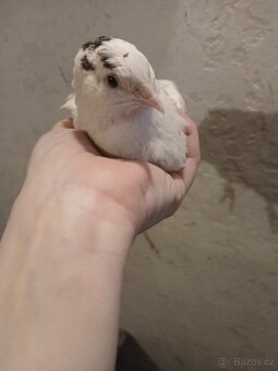 Domácí krepelci vejce - 2