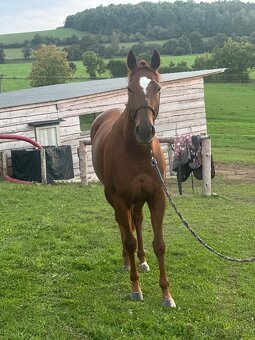 Klisna milionové povahy - 2