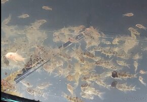 Mečovka Mex. Cometa a panceřníček C. Paleatus - 2