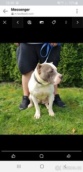 American bully xl - 2