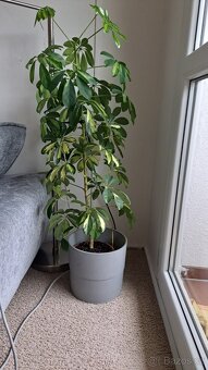 Monstera Šeflera - 2