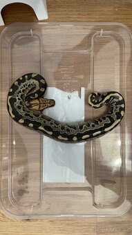 python breitensteini - 2