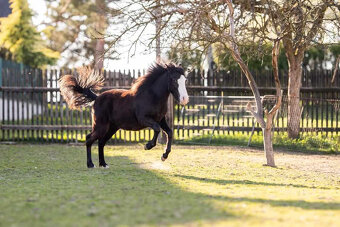 Pony kobylka - 2