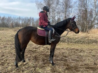 Hannoverská klisna, 7 let - 2