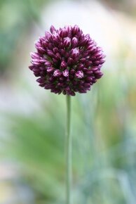 Allium sphaerocephalon - česnek kulatohlavý 1000 semen 50 Kč - 2