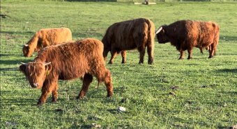 Jalovice Highland - 2