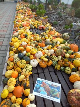 Prodej dýní - 2