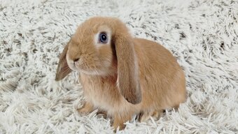 Zakrslý beránek, králíček, králík - RIKI - 2