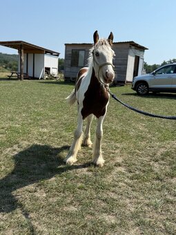 Hřebeček Irský cob - 2