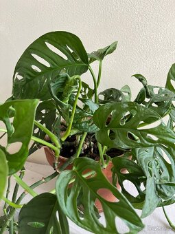 Monstera Monkey / Adansonii - SPĚCHÁ - 2