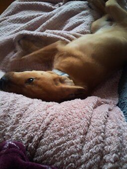 Prodám štěně - 2