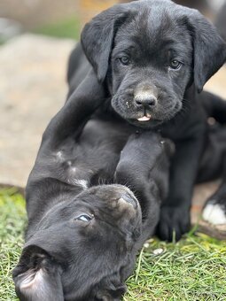 Predám Cane corso šteniatka - 2