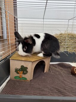 Prodám králíka s kompletní klecí - 2