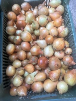 Cibule na uskladnění - 2