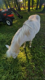 Prodej Welsh pony - 2