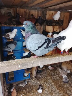 Holubi ruším chov - 2