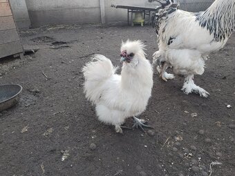 Kohouti hedvabnicky - 2