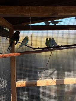 Andulka Vlnkovaná - 2