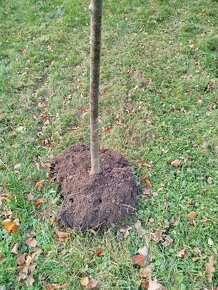 Lípa malolistá 2m - 2