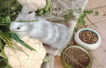 Krásná miminka králíčků - 2